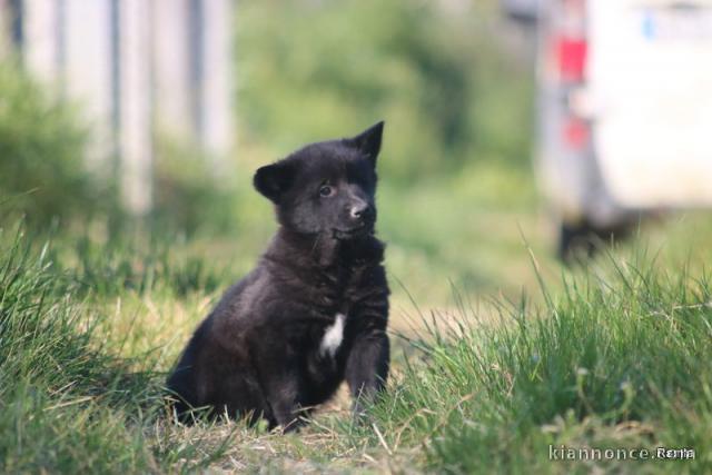 CHIOTS CANAAN DOG adorables