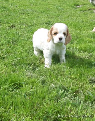 Chiots American Cocker Spaniel