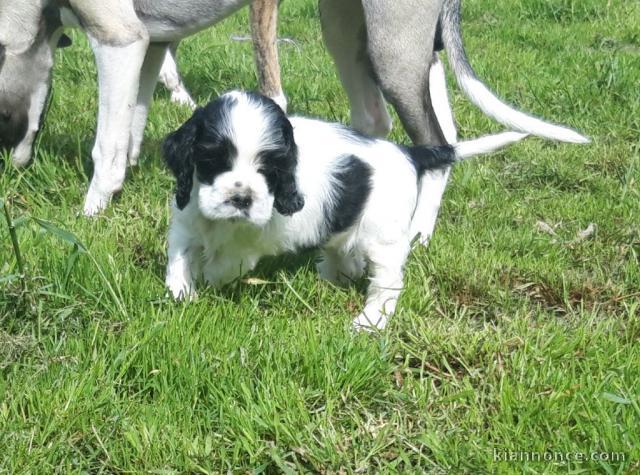 Chiots American Cocker Spaniel