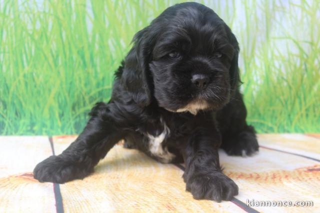 Chiot American Cocker Spaniel