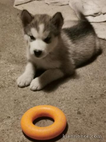 Chiots Alaskan Malamute