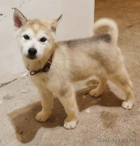 Chiots Alaskan Malamute