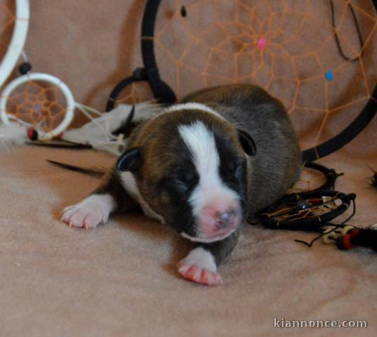 Chiots American Staffordshire Terrier