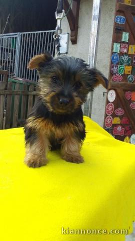 Chiots Australian Silky Terrier