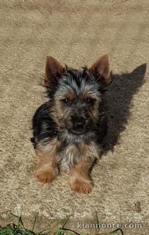 Chiots Australian Silky Terrier