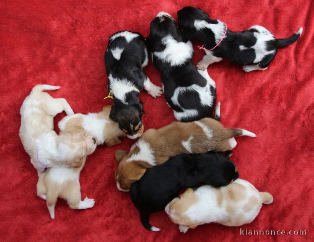 Chiots Basset Hound adorable