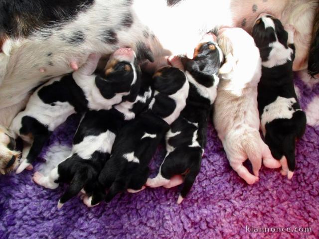 Chiots Basset Hound de 3 mois