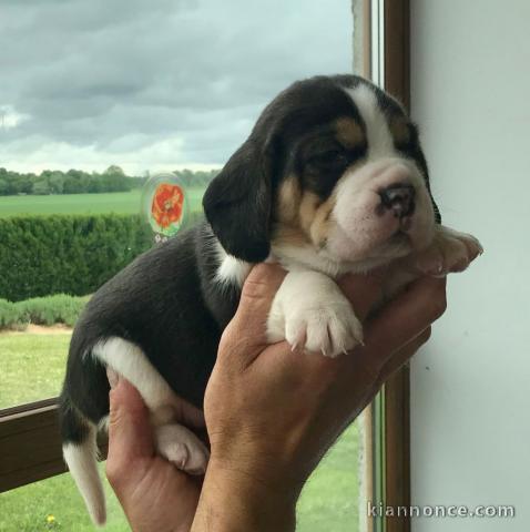 Chiot Beagle de 3 mois