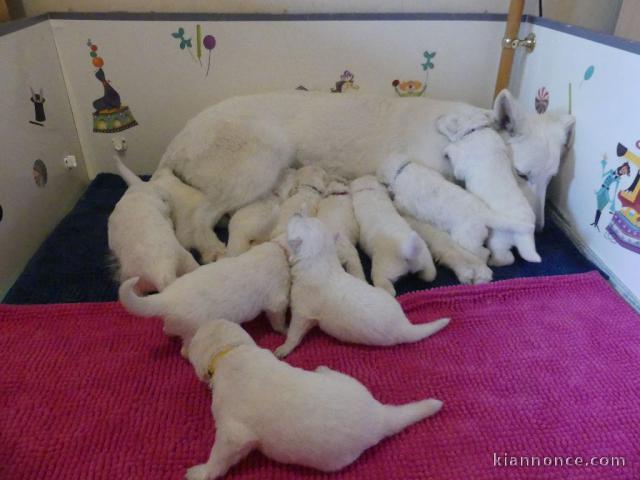 Chiots Berger Blanc Suisse age de 3 mois