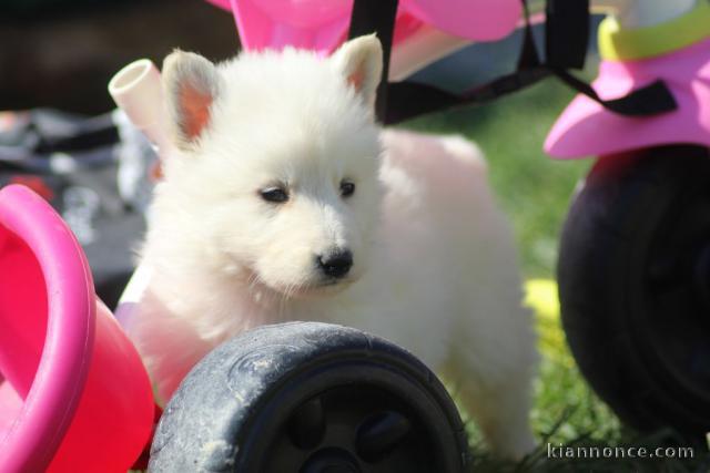 Chiots Berger Blanc Suisse