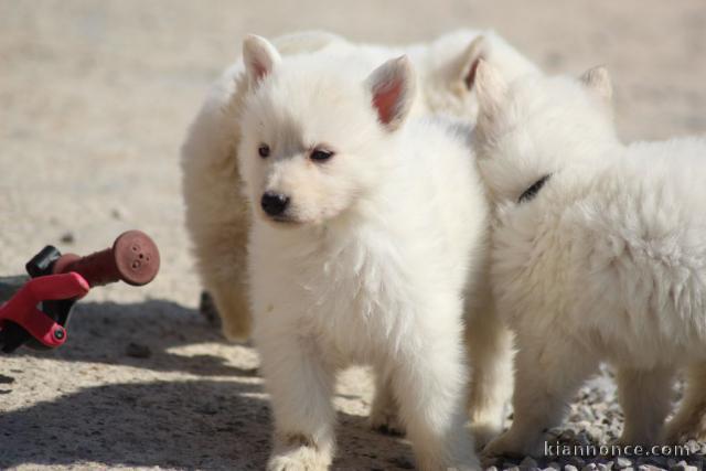 Chiots Berger Blanc Suisse