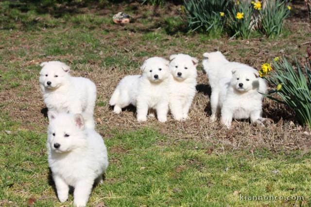 Chiots Berger Blanc Suisse