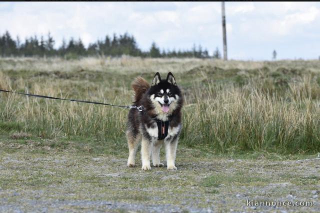 Disponible pomsky.                    