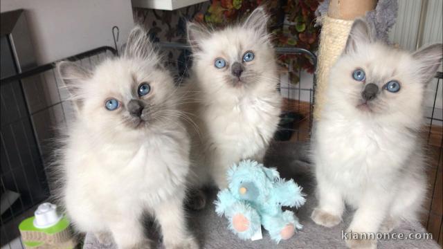 Chatons Ragdoll disponible de suite