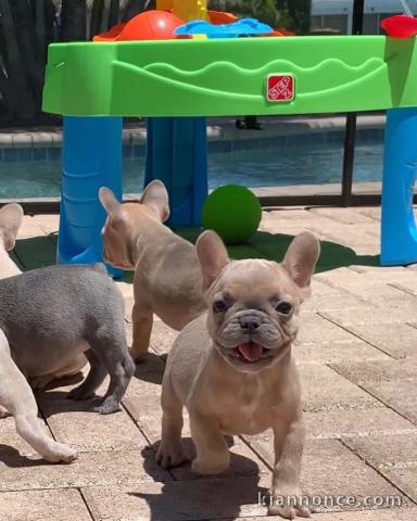 chiots bouledogue français mâle