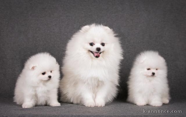 Je vous présente mes spitz nain loof