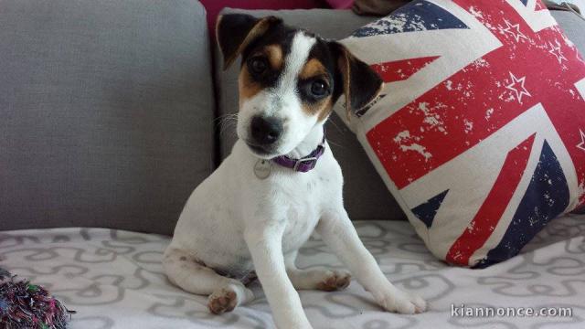 Chiots jack russell non lof