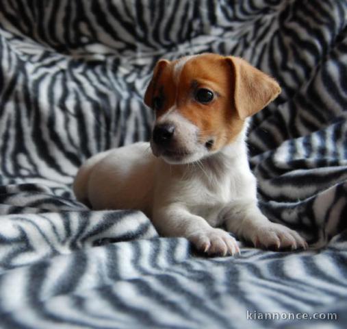 Chiots jack russell non lof