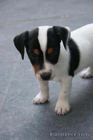 Chiots jack russell non lof