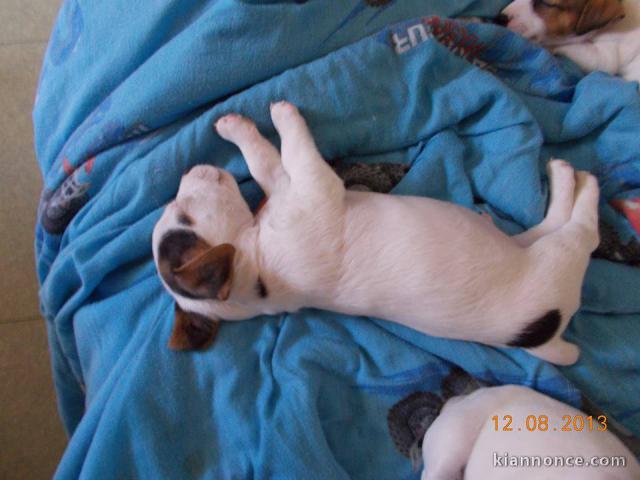 Chiots jack russell non lof