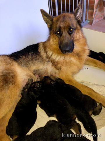 CHIOTS BERGER ALLEMAND