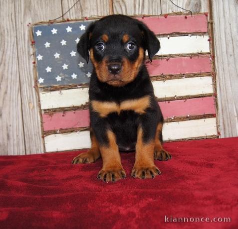 Chiots rottweiler pour bonne maman