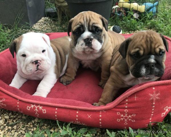 Chiot Bulldog Anglais lof