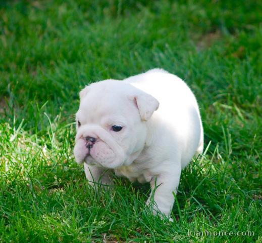 Disponible de suite Chiots Bouledogues Anglais