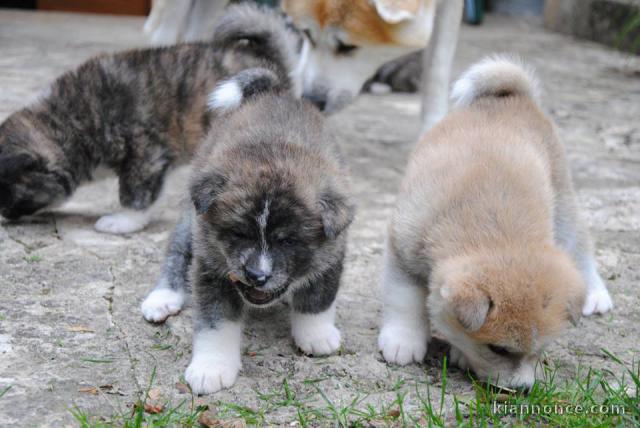 Disponible de suite Chiots Akita