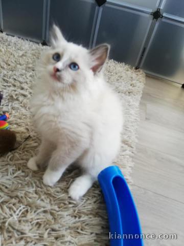 Disponible de suite Chatons type Ragdolls