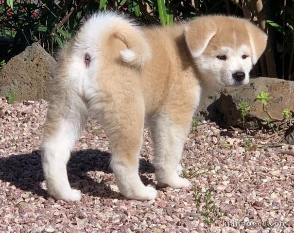 CHIOT AKITA ADORABLE LOF