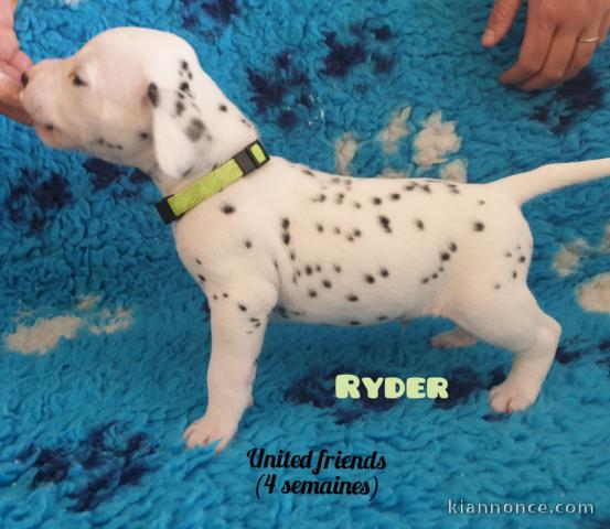 LE MEILLEUR DE CHIOT DALMATIEN