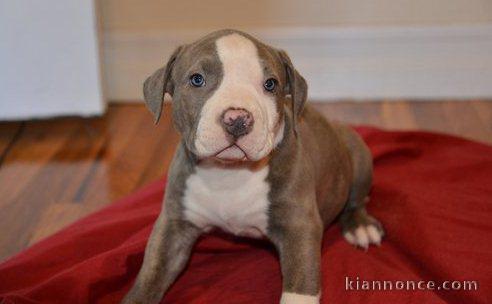 Chiots PITBULL Americain pour adoption