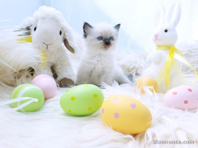 Chatons Ragdoll disponible 