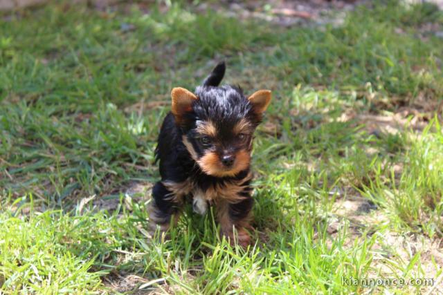 CHIOT YORKSHIRE TERRIER L\