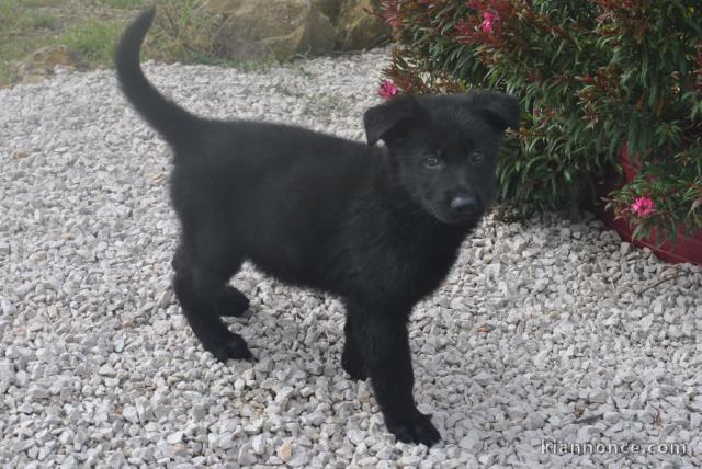 CHIOT BERGER ALLEMAND pret pour L\