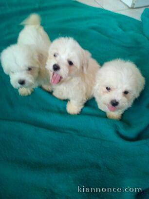 CHIOT COTON DE TULEAR LOF