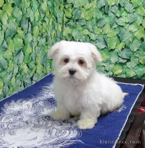 Chiots Bichons disponible