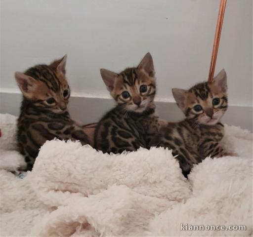 Disponible de suite Chatons type Bengale