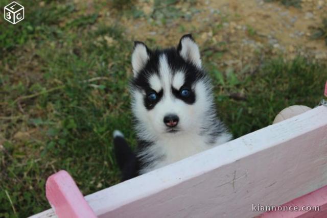 Husky Siberien dispo de suite