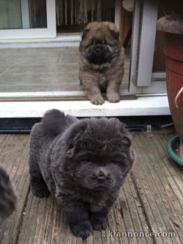 Chiots Chow chow disponible