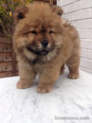 Disponible de suite Chiots chow chow