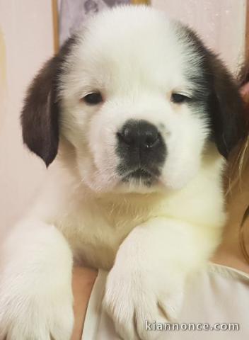 Disponible de suite Chiots St Bernard