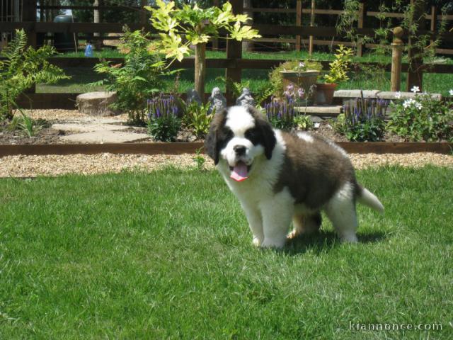 chiots SAINT BERNARD disponible de suite