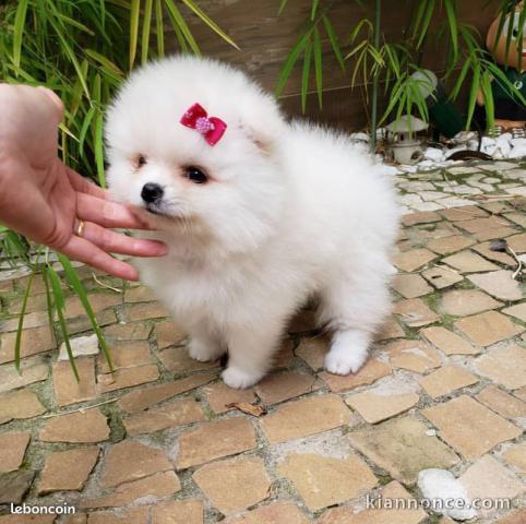 Magnifique Chiots spitz nain