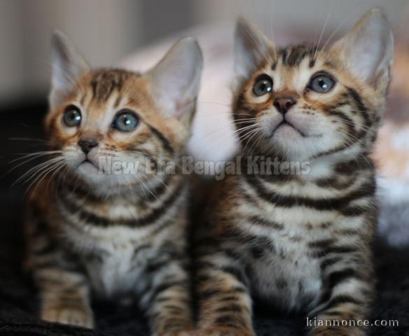 Magnifiques Chatons Bengal disponibles a Donner