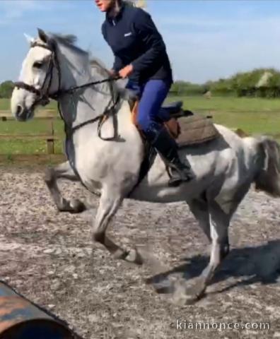 BEAUTIFUL CONNEMARA HORSE