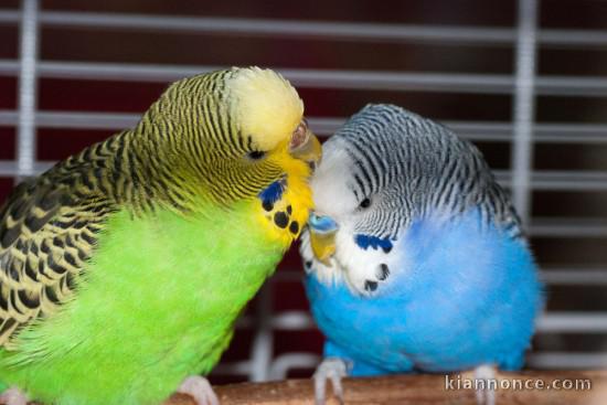 Perroquet ara bleu et  budgie