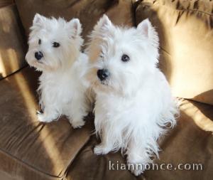 Disponible de suite Chiots Westies