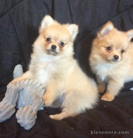 Chihuahua poils long disponible